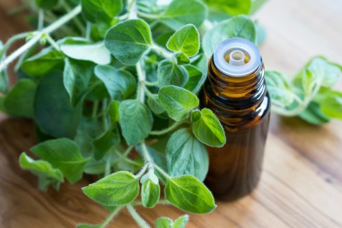 Oregano w koszyczku i olejek z oregano w buteleczce